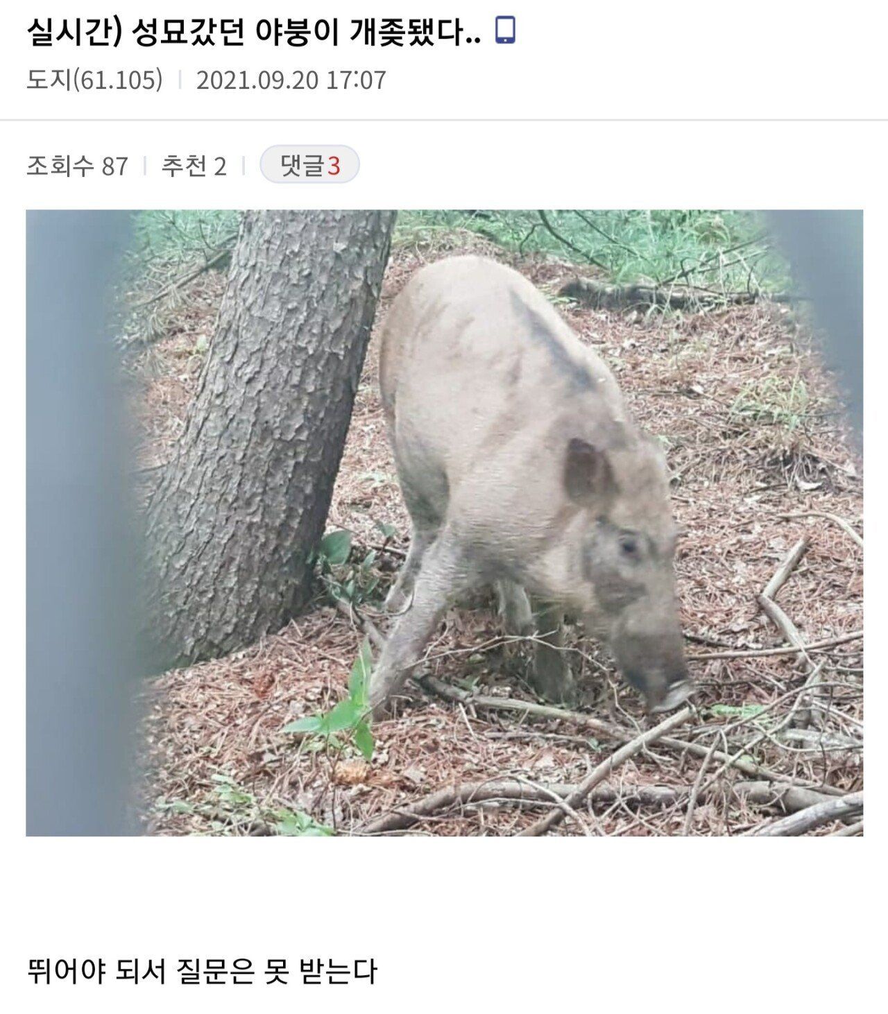 뛰어야 해서 질문 못 받는 멧돼지 짤