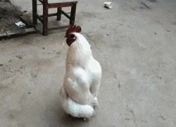 닭 어르신 어험 치킨 에헴 양반