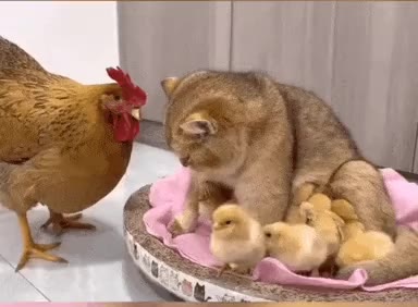 육아 참견하다 엄마닭한테 걸린 고양이