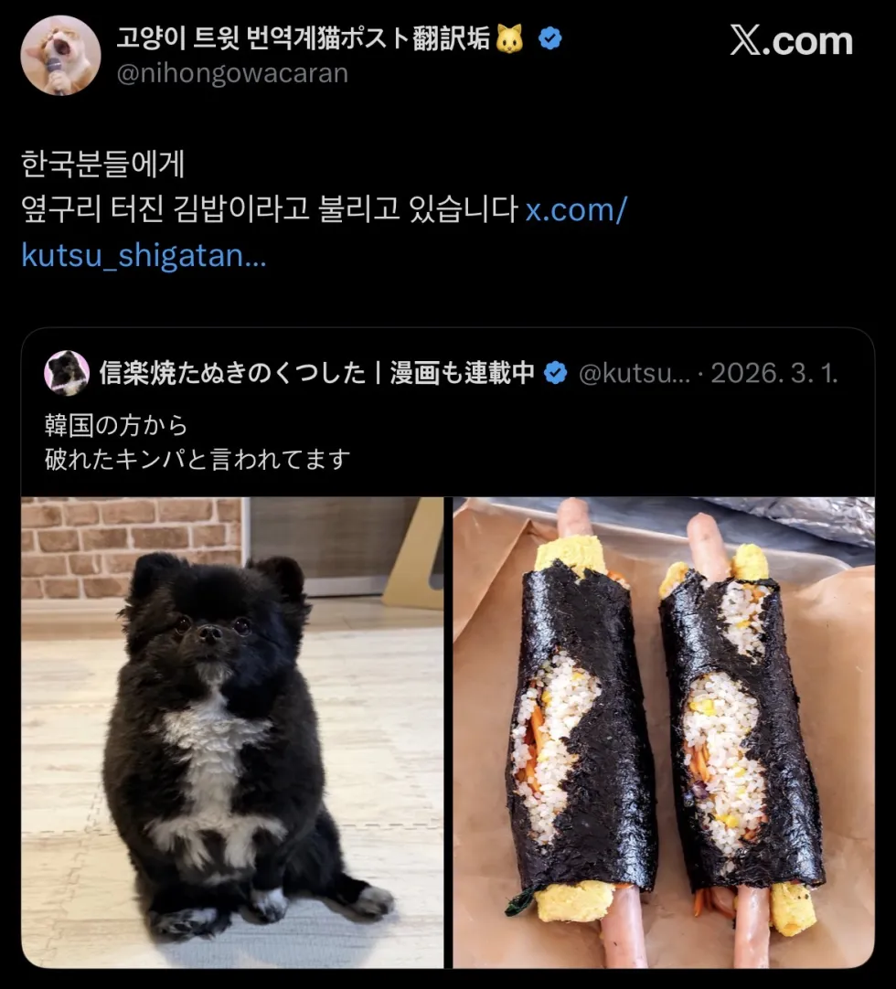옆구리 터진 김밥 강아지 닮은꼴 검은 포메라니안 가슴털 귀여운 웃긴