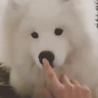 강아지 코 말랑말랑