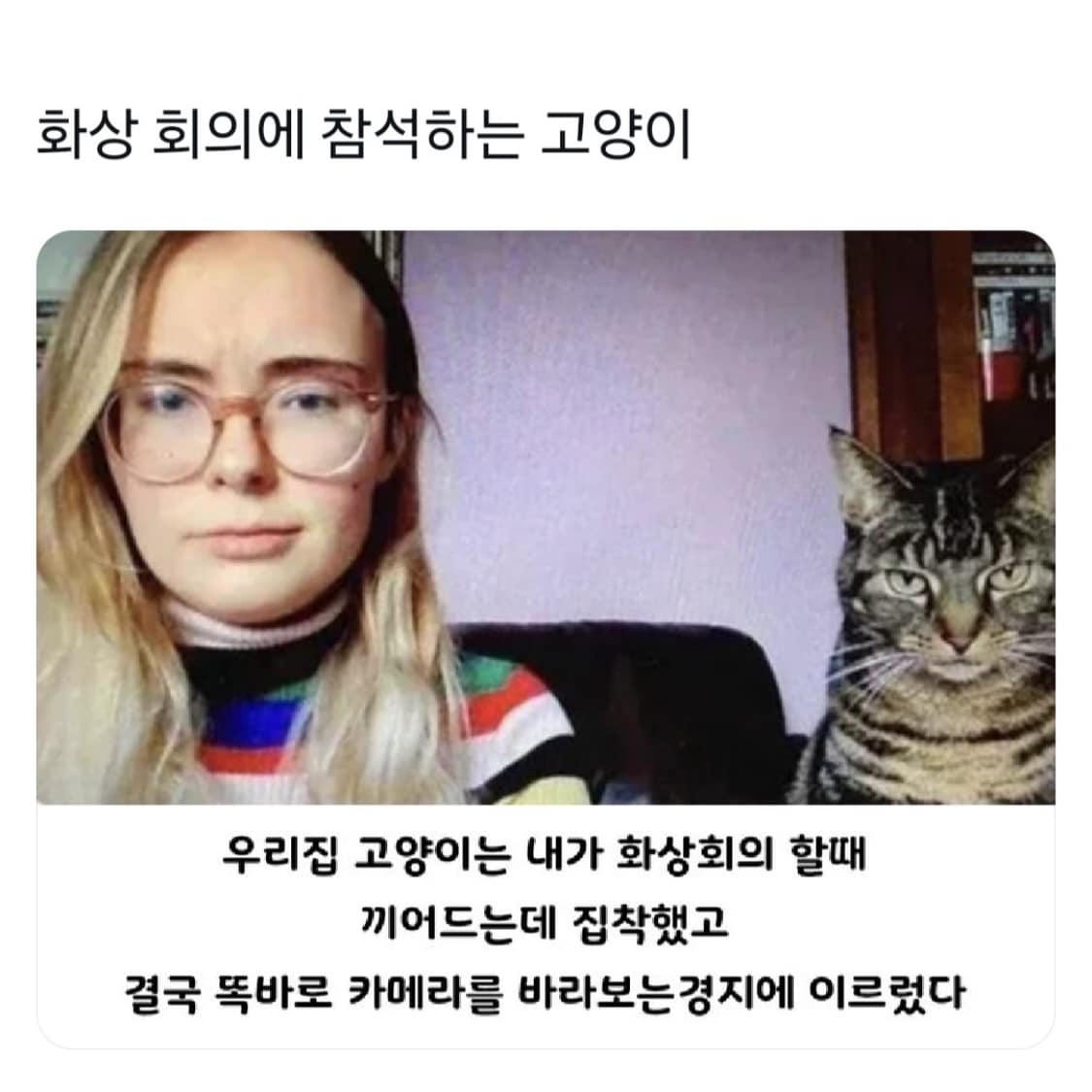회상회의 고양이 냥짤 정면 주시 줌 카메라 똑바로