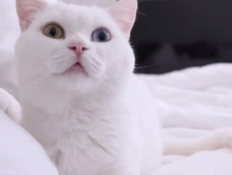각도조정중 잘 나오나... 고양이 중독 귀엽