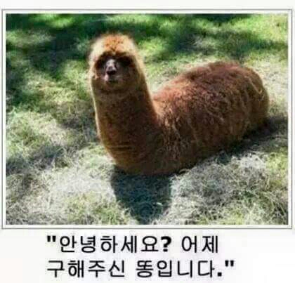 똥 어제구해주신똥입니다 안녕하세요?