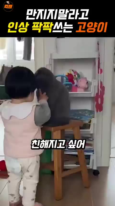 냥이 공동 육아중