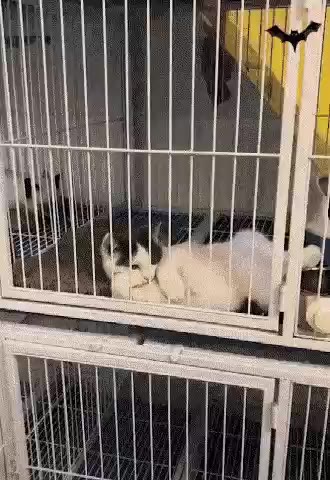 흐음 고양이 고민 집사