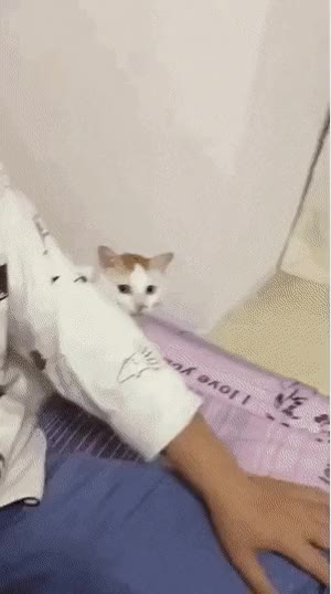 냥짤 고양이