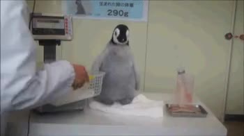 아둥바둥 펭귄 심장폭행 귀엽