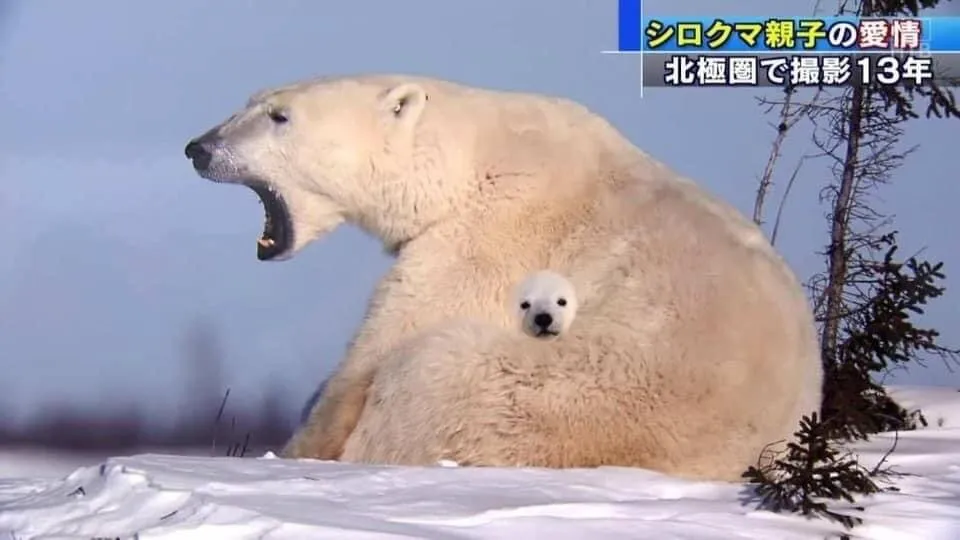 북극곰
