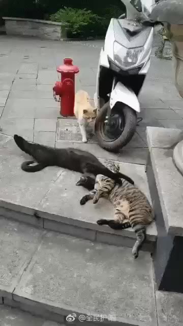 불륜 현장 적발 냥짤 고양이