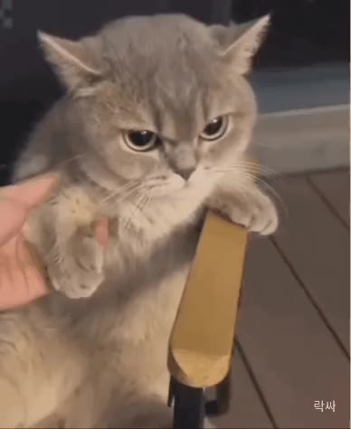 고양이 냥짤