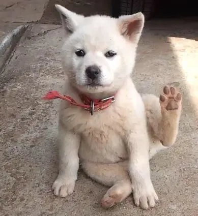 핼로 안녕 하이