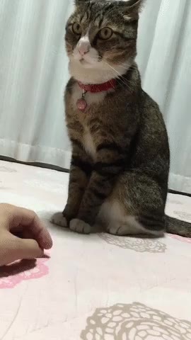 고양이 냥이 집사