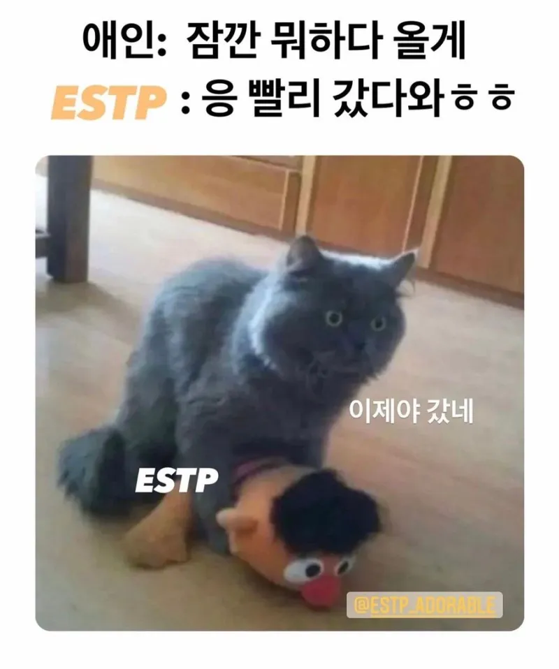ESTP MBTI 엣팁 고양이 붕가붕가 인형 연애 애인 본능 짤