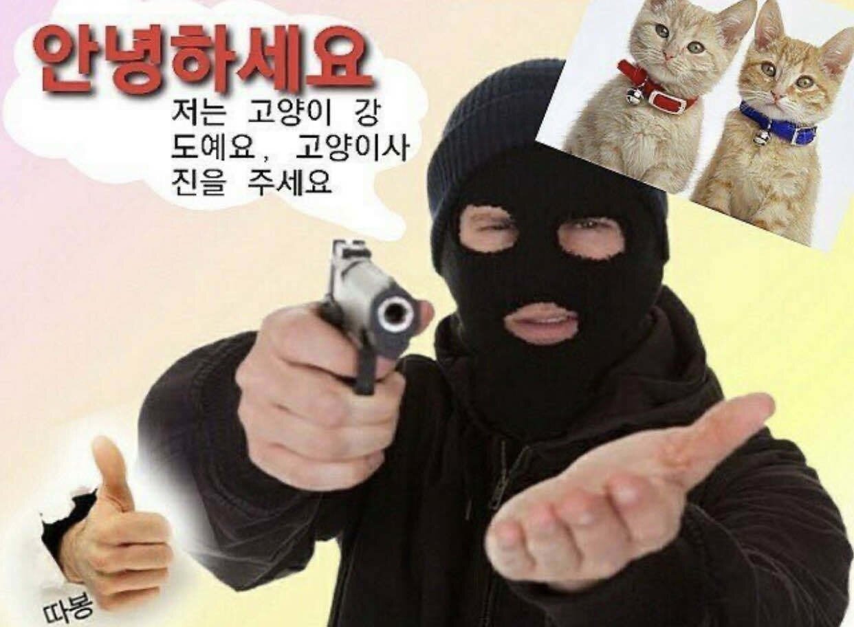고양이강도 고양이 강도 사진 요청 협박 따봉 복면 웃긴 짤 주접 안녕하세요