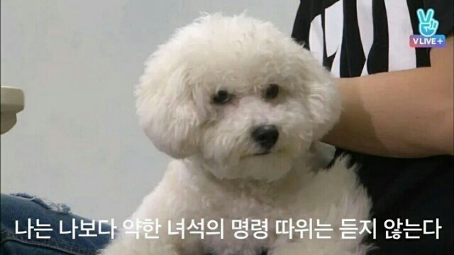 욕 세훈 비비 비숑 강아지 명령 무시 하찮음 거만 불쾌 짤