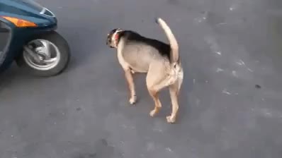 오토바이 달려 앉기