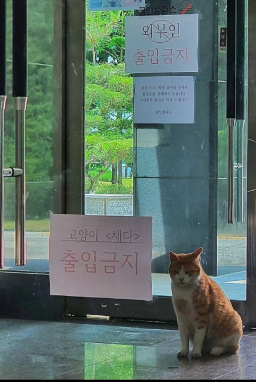 #출입금지 고양이 체다 출입금지 치즈냥 시무룩 억울함 웃긴짤 동물