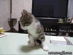 고양이 냥이 귀여운 냥펀치 냥아치 동물