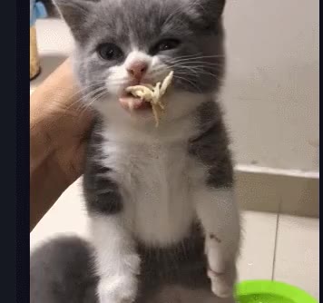 증거 인멸 증거인멸 아기냥이 고양이 귀엽 심장폭행