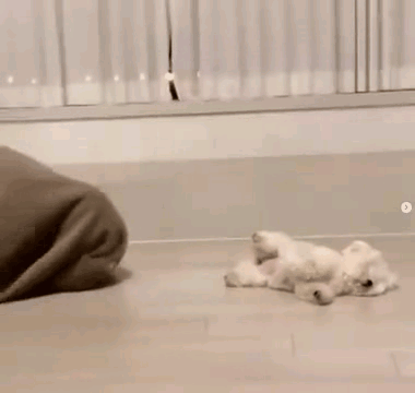 이불 괴물 강아지 #멍짤