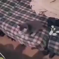 고양이 냥짤