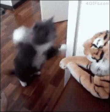 고양이 냥이 귀여운 냥펀치 냥아치 동물