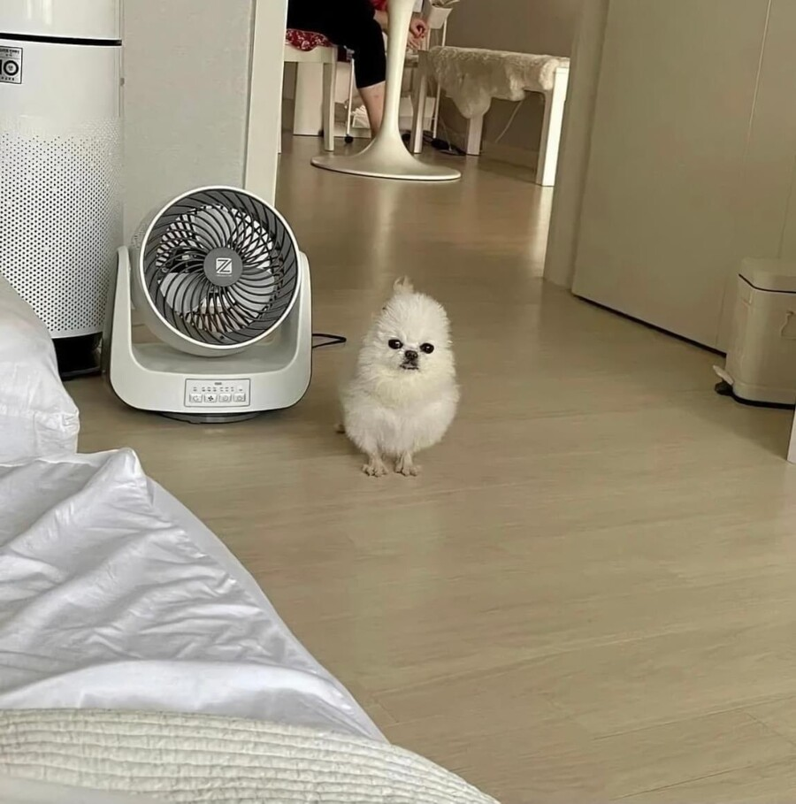 포메 병아리 멍짤 강아지 포메라니안 멍멍이