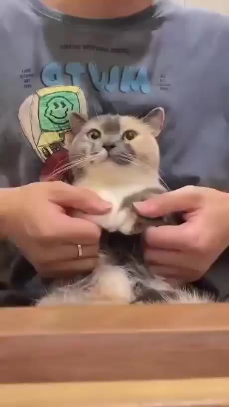 댄스 팝핀 냥짤