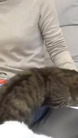 방송사고 고양이 츄르 거부 저항 당황 충격 뇌정지 웃긴 귀여운