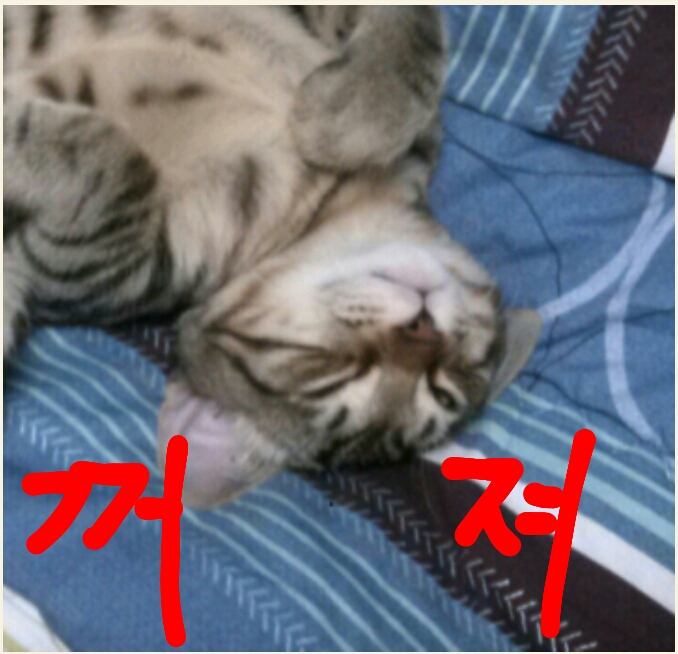 잔다 뭐 고양이 꺼져 짤 귀찮음 거절 단호함 냥아치 잠 피곤 까칠