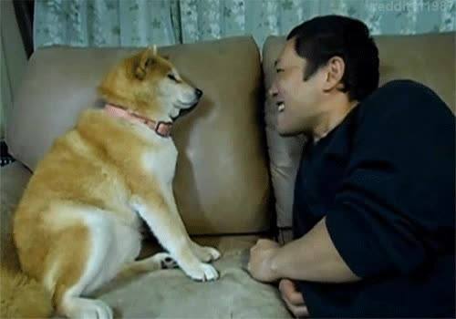 하지마라 주인 말리는 시바견