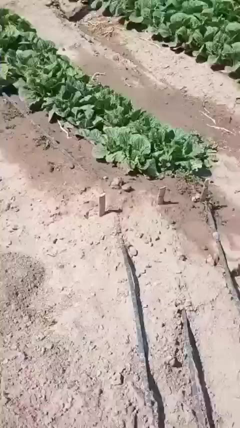 만화 두더지 쏙