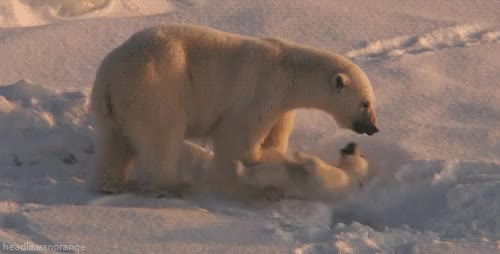 여기 들어가 있어 북극곰 애교 애기 동물