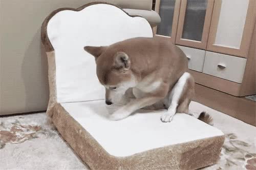 식빵 방석을 미친듯이 파는 시바견 땅파는중