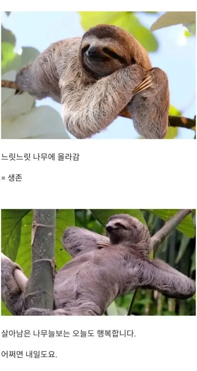 나무늘보는 어떻게 살아남았을까 짤방 웃긴짤 유머