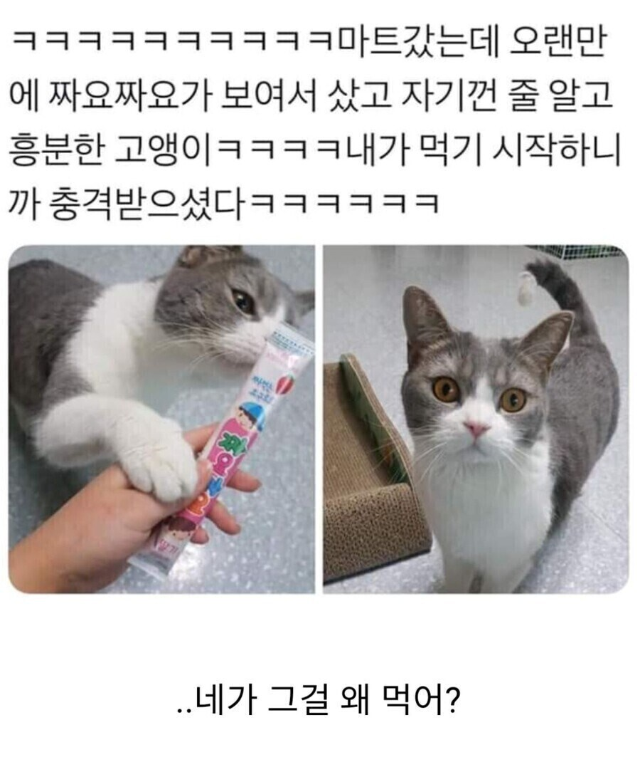 짜요짜요 츄르 고양이 냥짤 충격 네가 그걸 왜?
