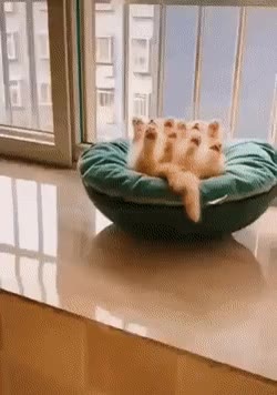 짤 짤방 모음