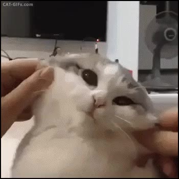 슬라임 볼살 커엽 슬라임 냥이 볼