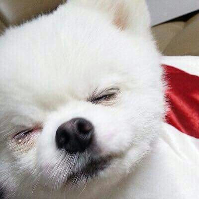 대자연 강아지 눈물짤 하...대자연...