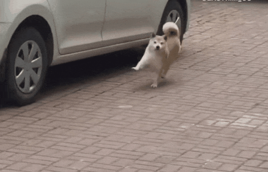 강아지 신나 개