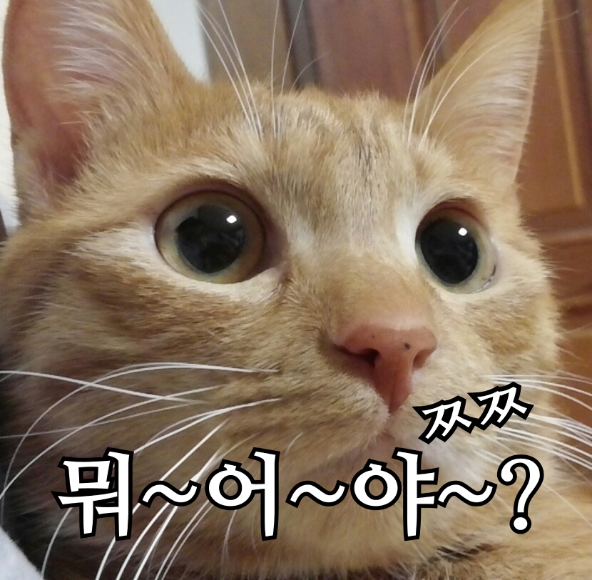 휘둥그레 뭐~어~야~? 고양이 ㅉㅉ