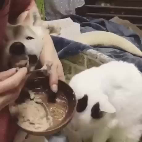 17살 시바견 밥 먹이기.gif 시바견 고양이 강아지 댕댕이 개 냥이