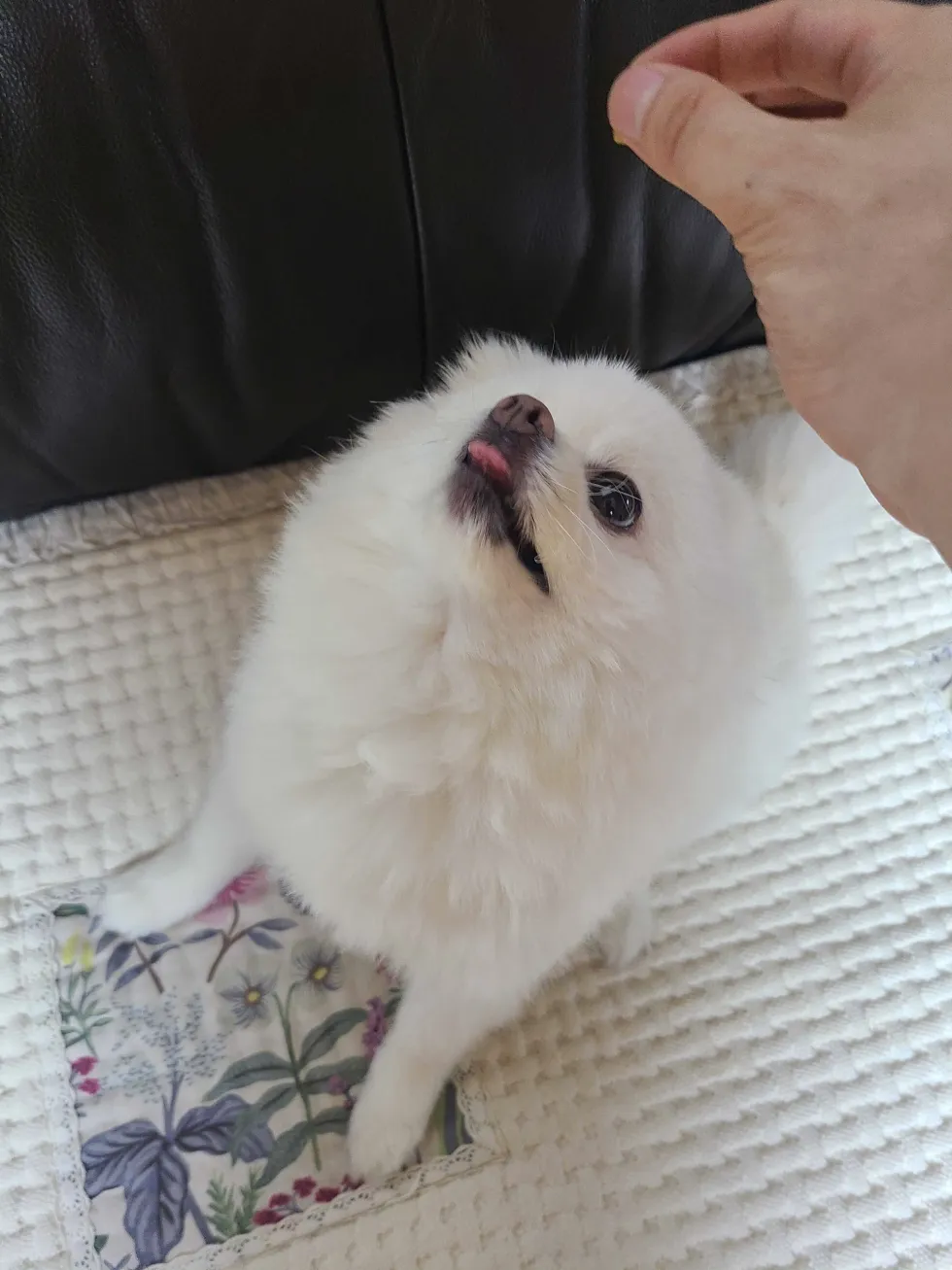향단이 포메라니안 강아지 간식 낼름 메롱 기대 귀여움 댕댕이