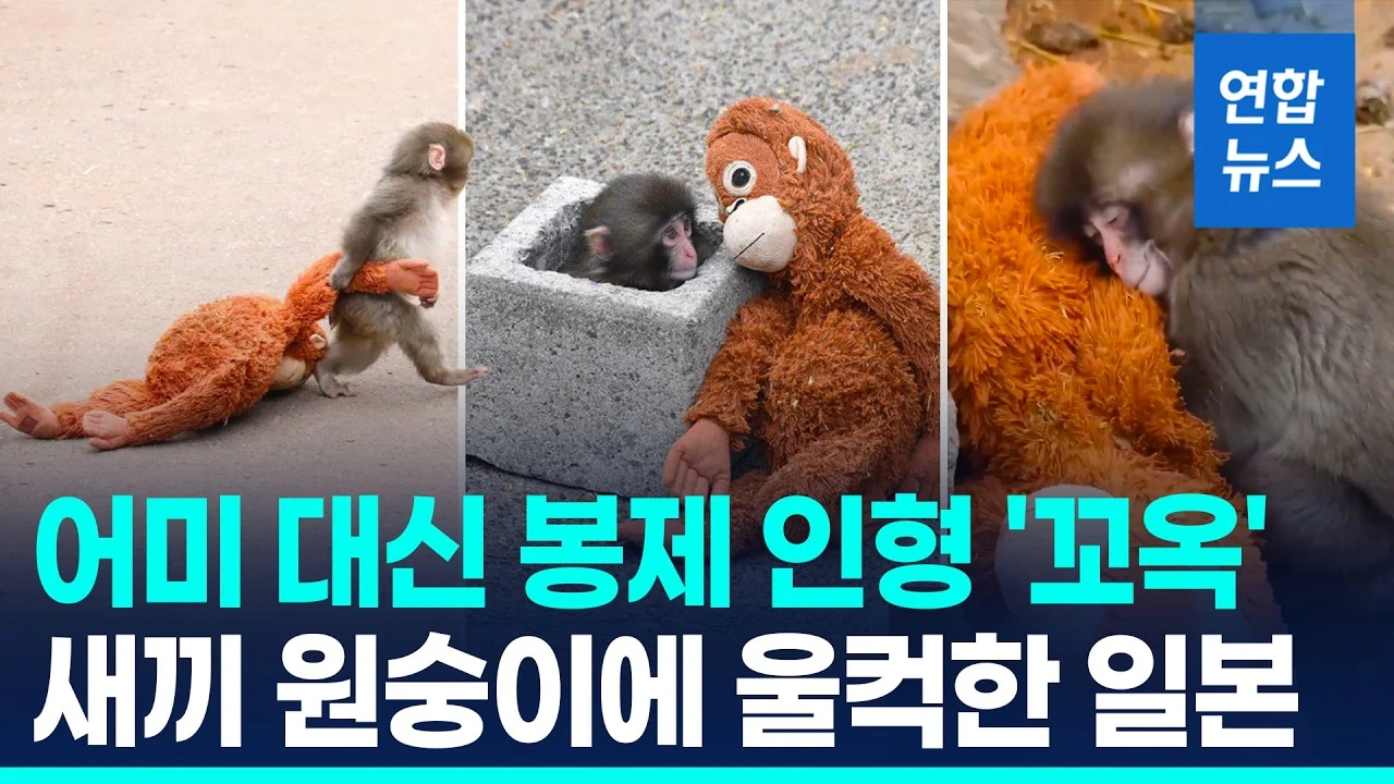 아기 원숭이 펀치 (일본 동물원 새끼원숭이)