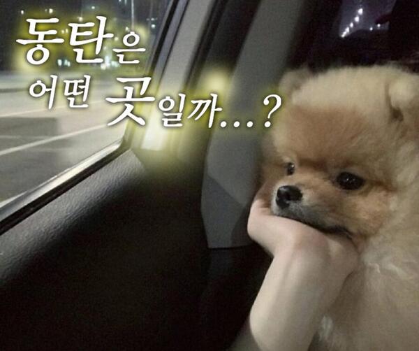 동탄은 어떤 곳일까 강아지 동탄 아련