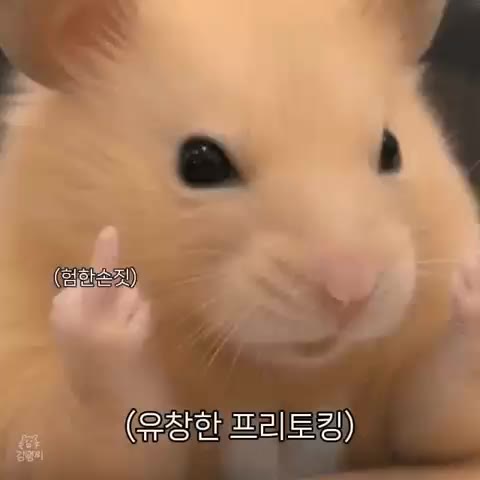 김햄찌 험헌솟짓 손가락욕 유창한 프리토킹