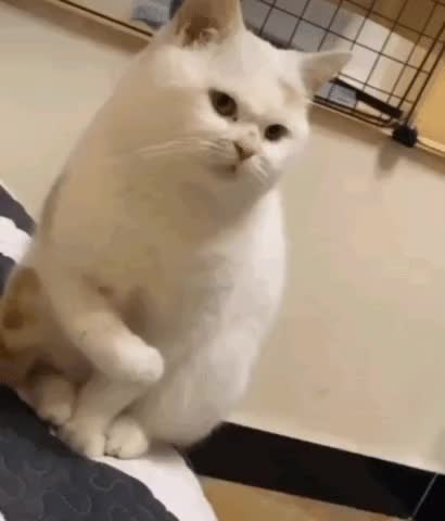 빡침 고양이 부들부들 부들 주먹