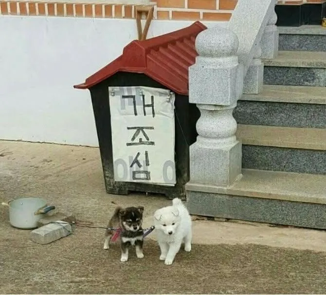 개조심 강아지 댕댕이 귀여운 시골 반전