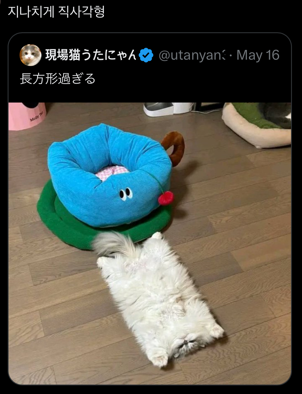 지나치게 직사각형 고양이 #냥짤